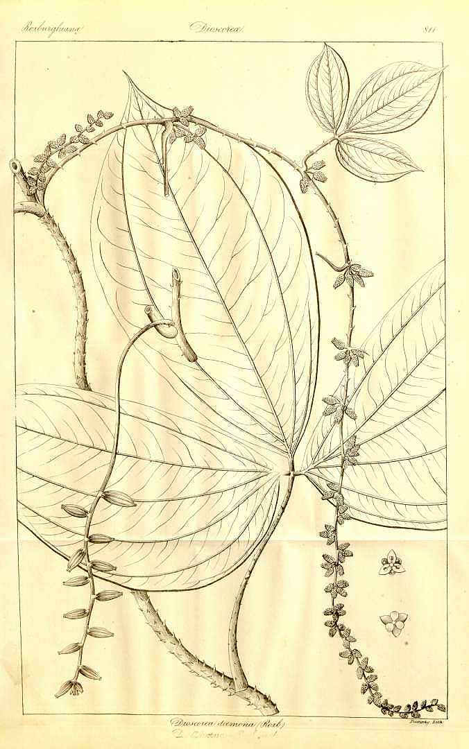 no HD illustration available (3)
