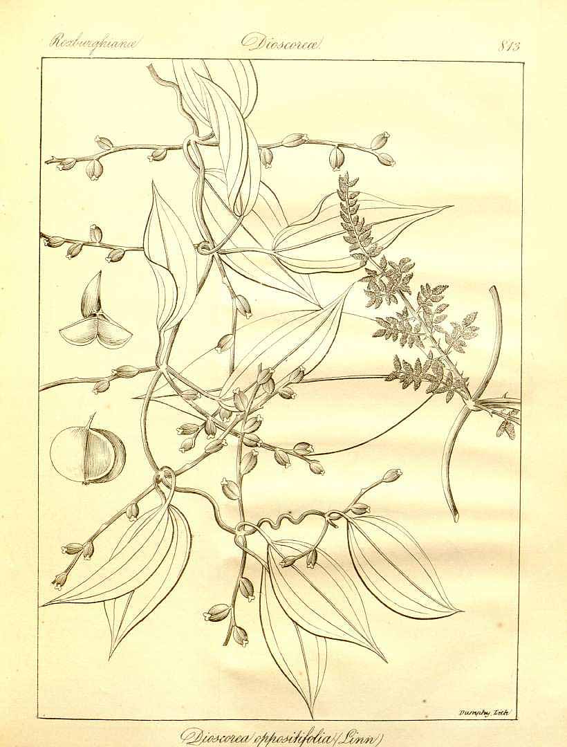 no HD illustration available (3)