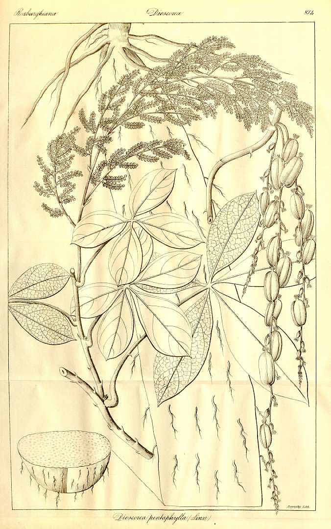 no HD illustration available (3)