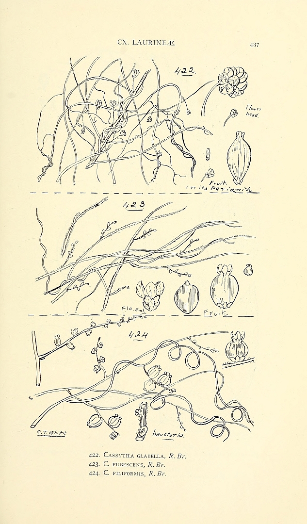no HD illustration available (3)