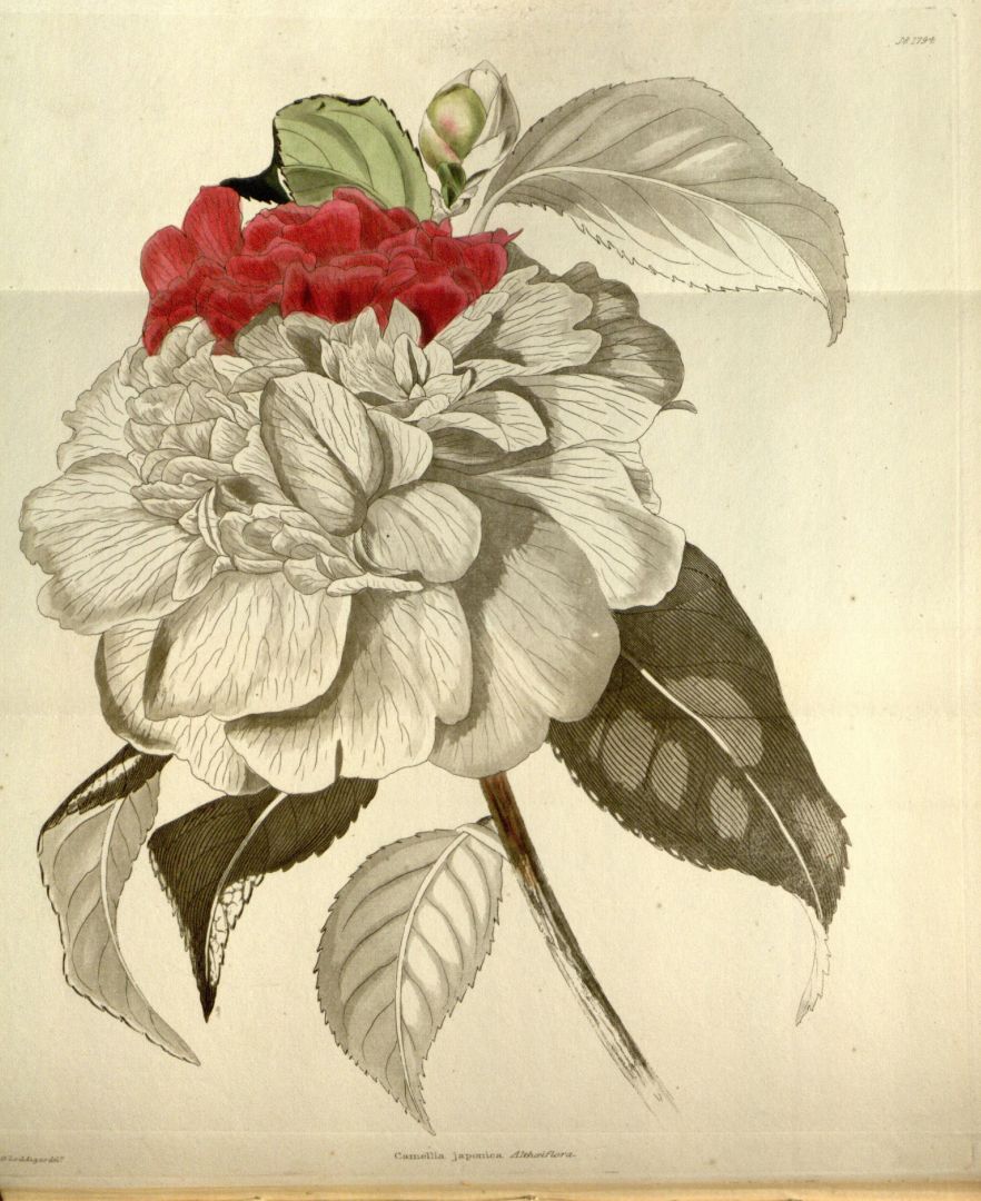 no HD illustration available (3)