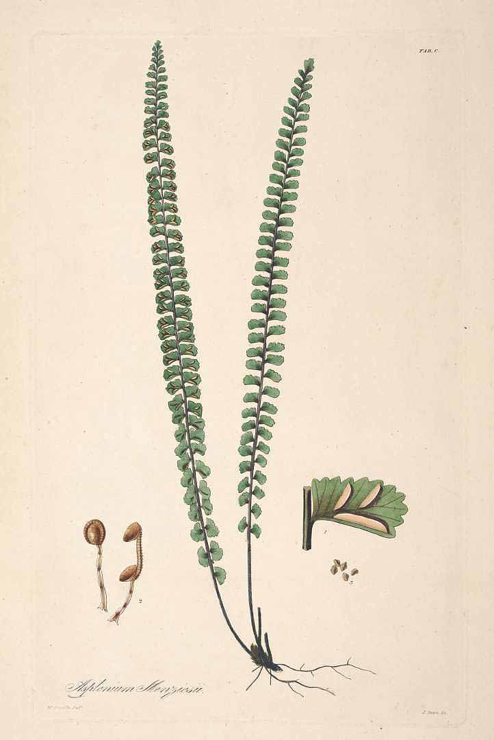 no HD illustration available (3)