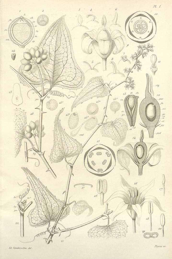 no HD illustration available (3)