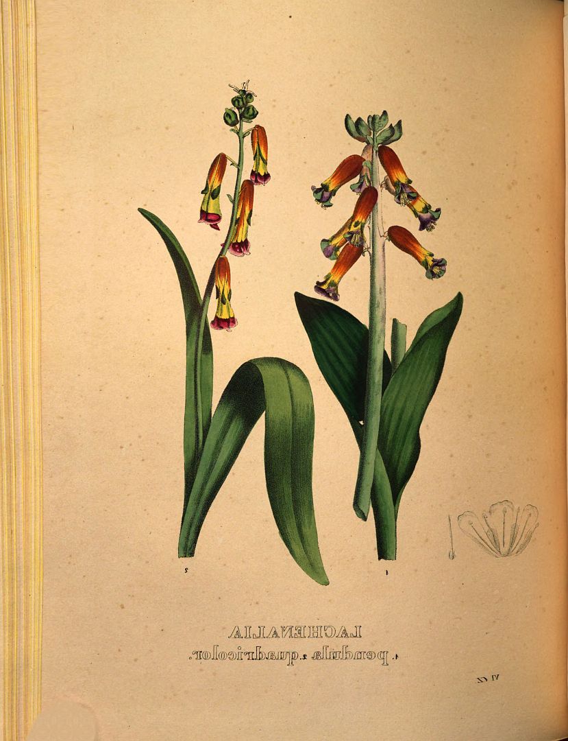 no HD illustration available (3)