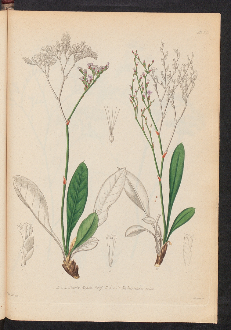 no HD illustration available (3)