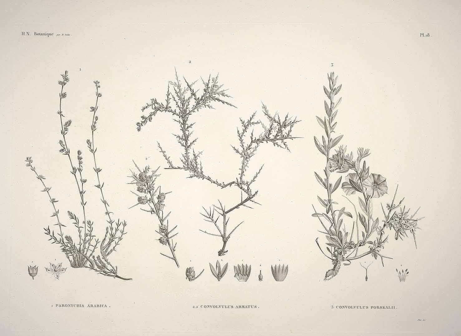 no HD illustration available (3)