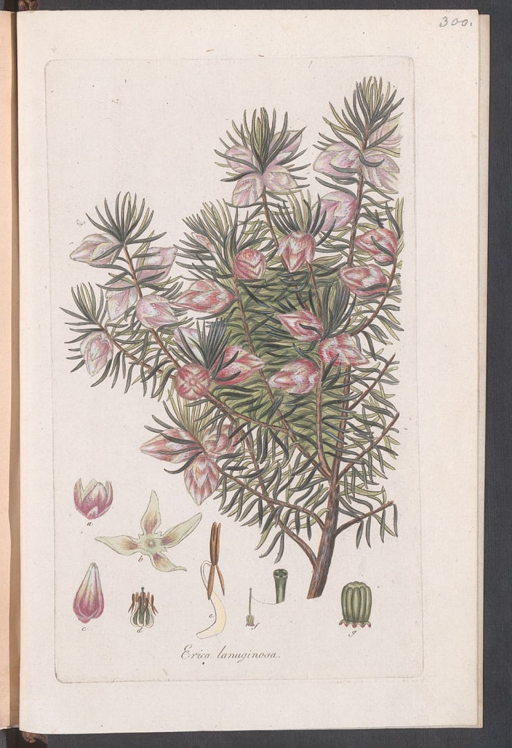 no HD illustration available (3)