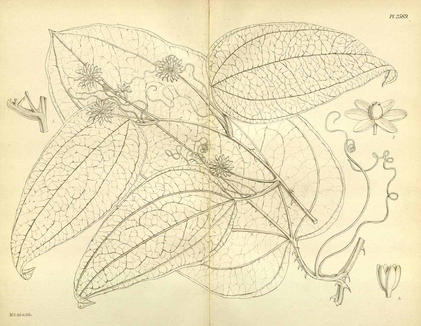 no HD illustration available (3)