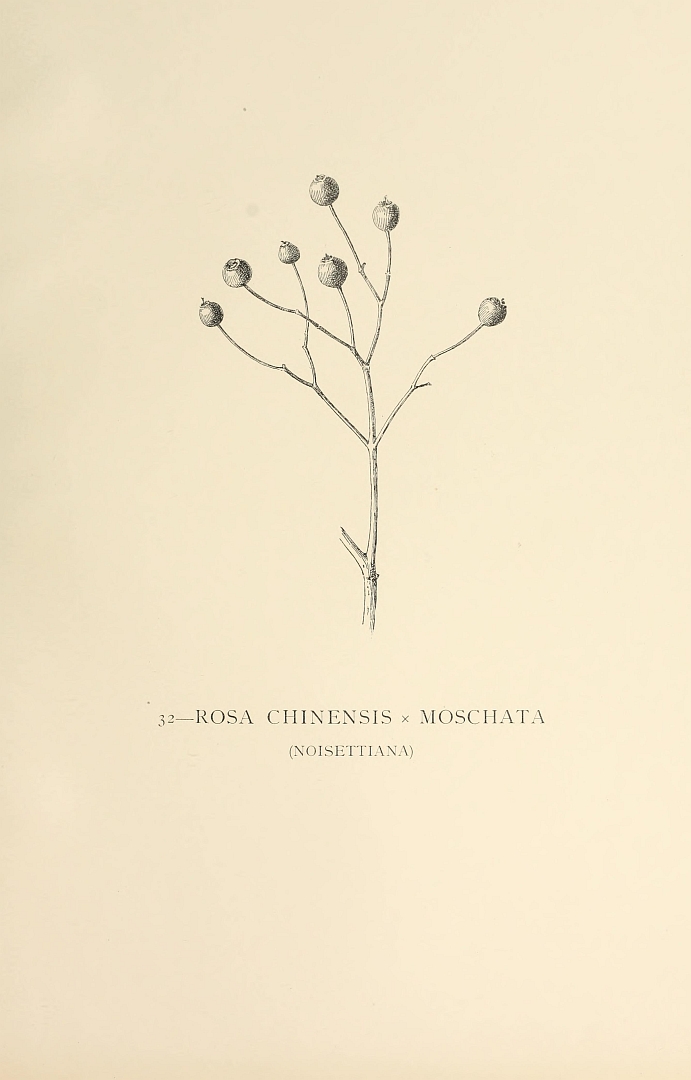 no HD illustration available (3)