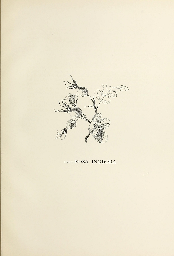 no HD illustration available (3)