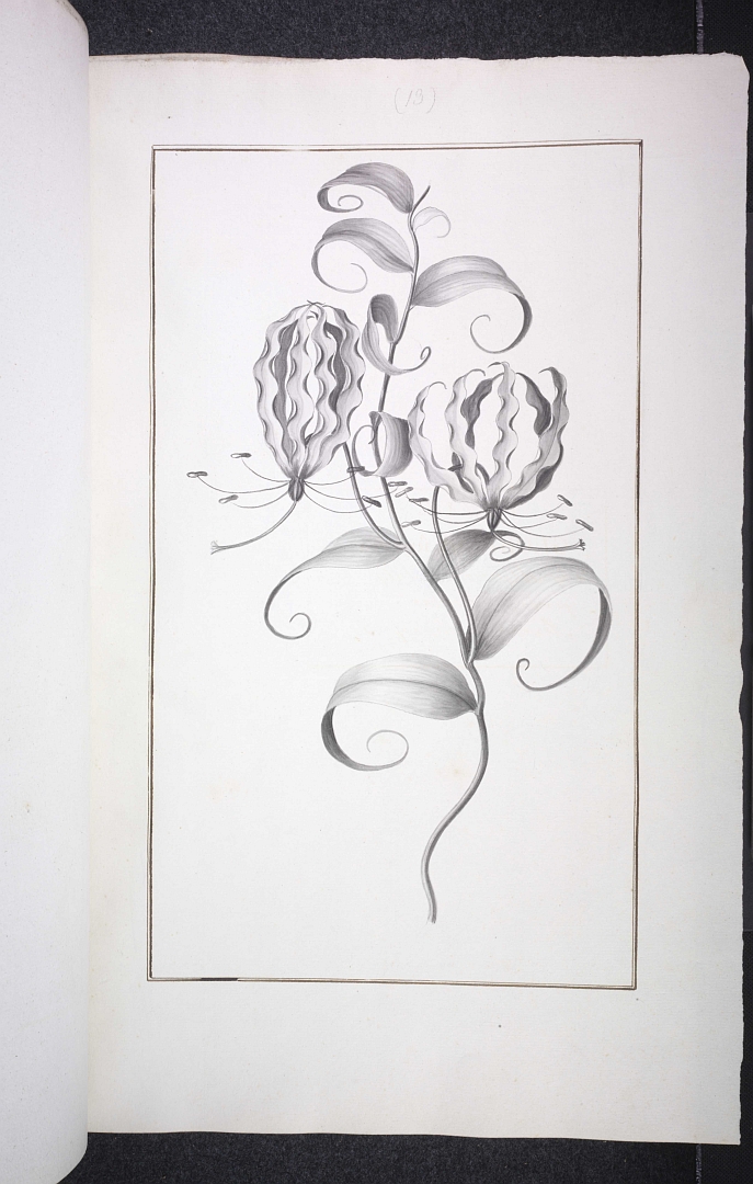 no HD illustration available (3)