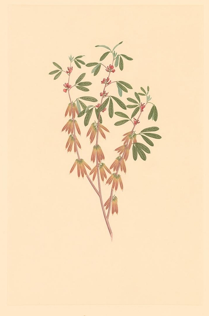 no HD illustration available (3)