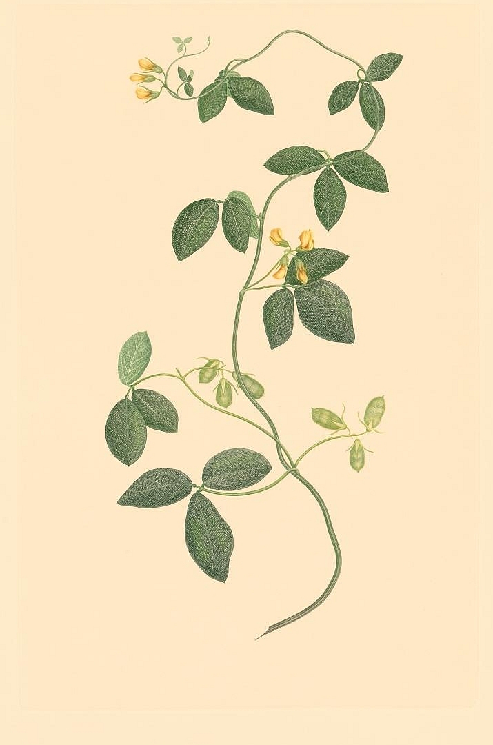no HD illustration available (3)