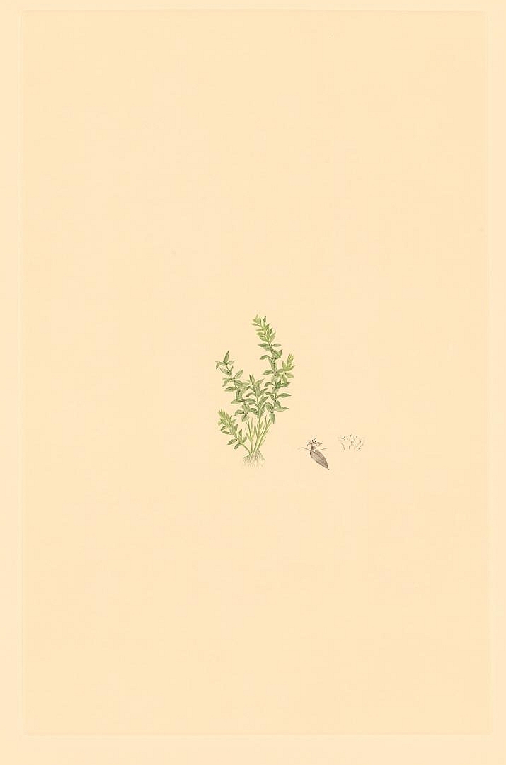 no HD illustration available (3)