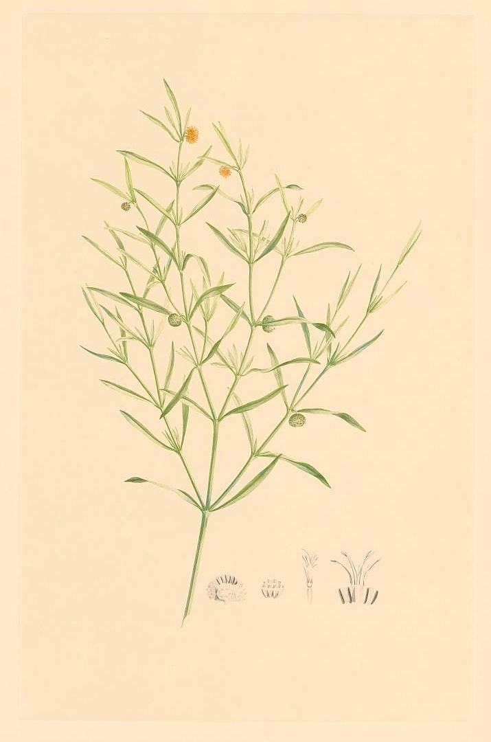 no HD illustration available (3)