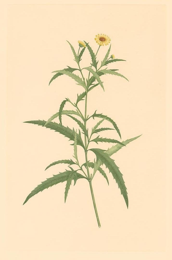 no HD illustration available (3)