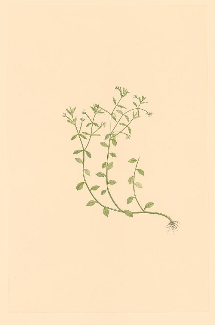 no HD illustration available (3)