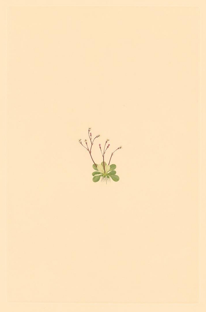 no HD illustration available (3)