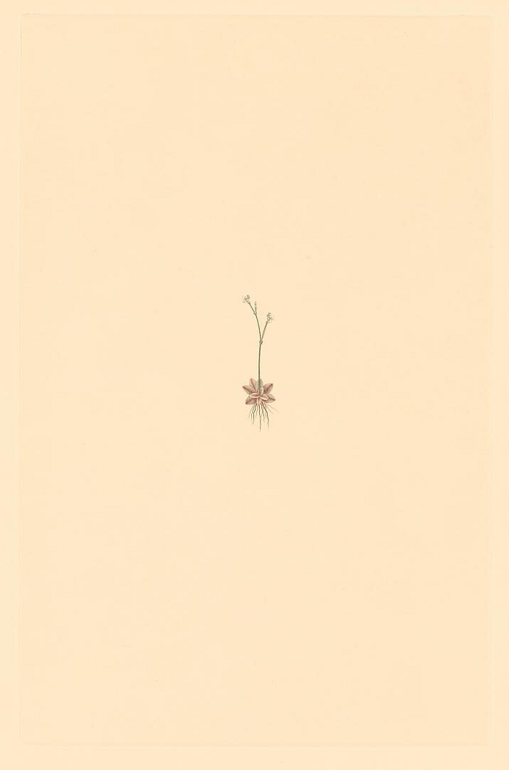 no HD illustration available (3)