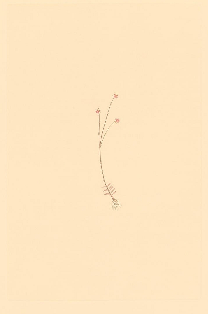 no HD illustration available (3)
