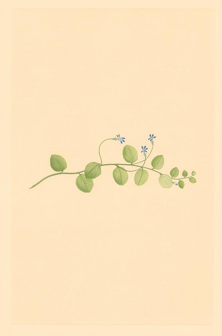 no HD illustration available (3)