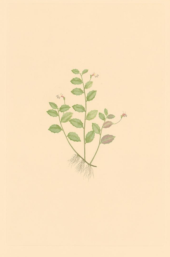 no HD illustration available (3)