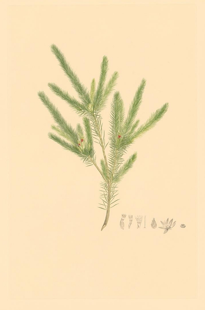 no HD illustration available (3)