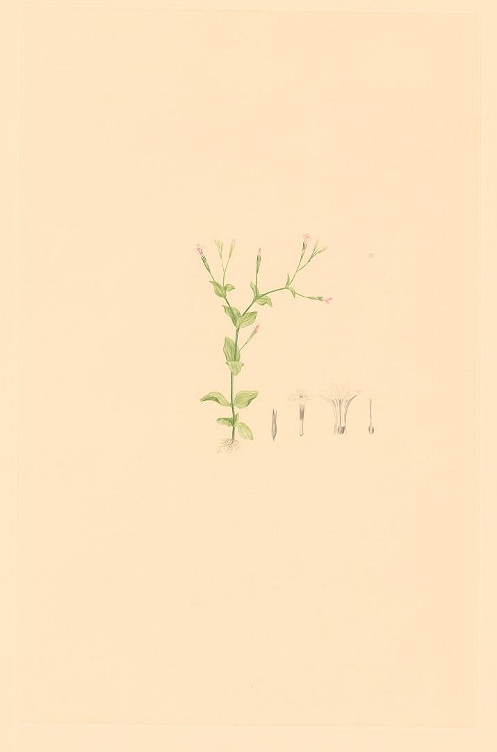 no HD illustration available (3)