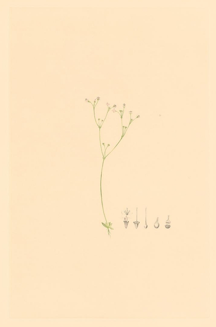 no HD illustration available (3)