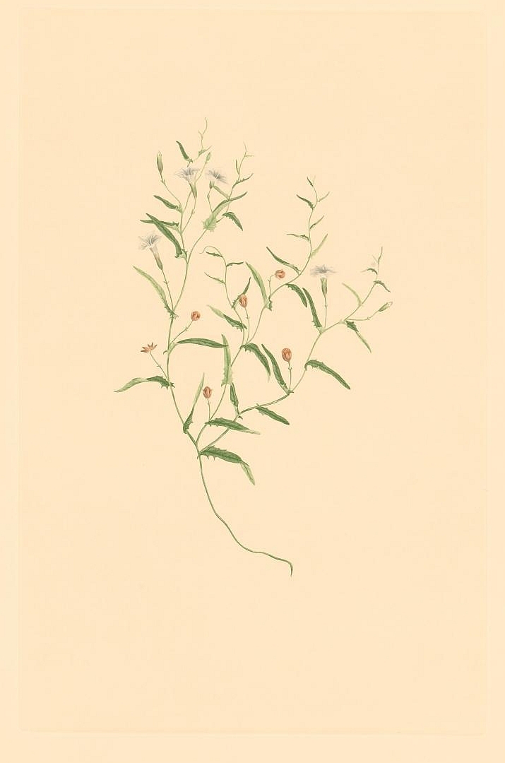 no HD illustration available (3)