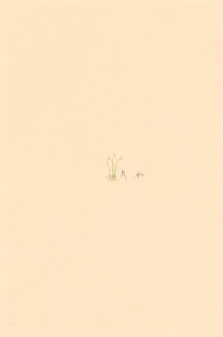 no HD illustration available (3)