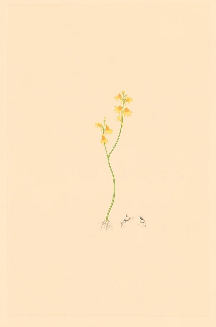 no HD illustration available (3)