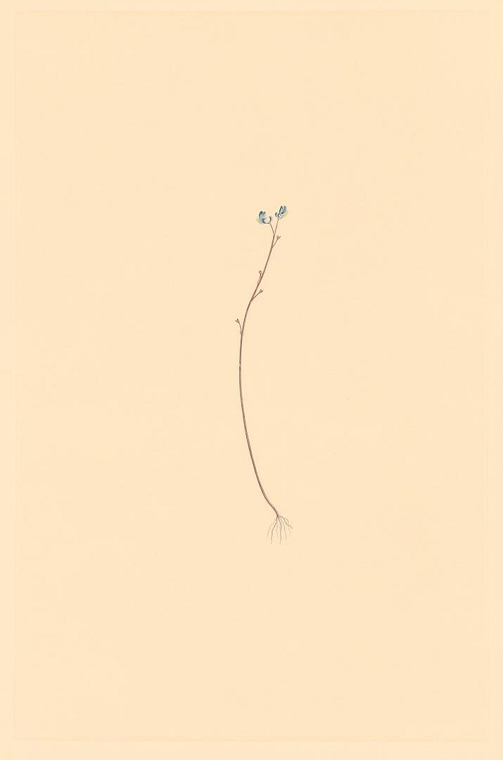 no HD illustration available (3)