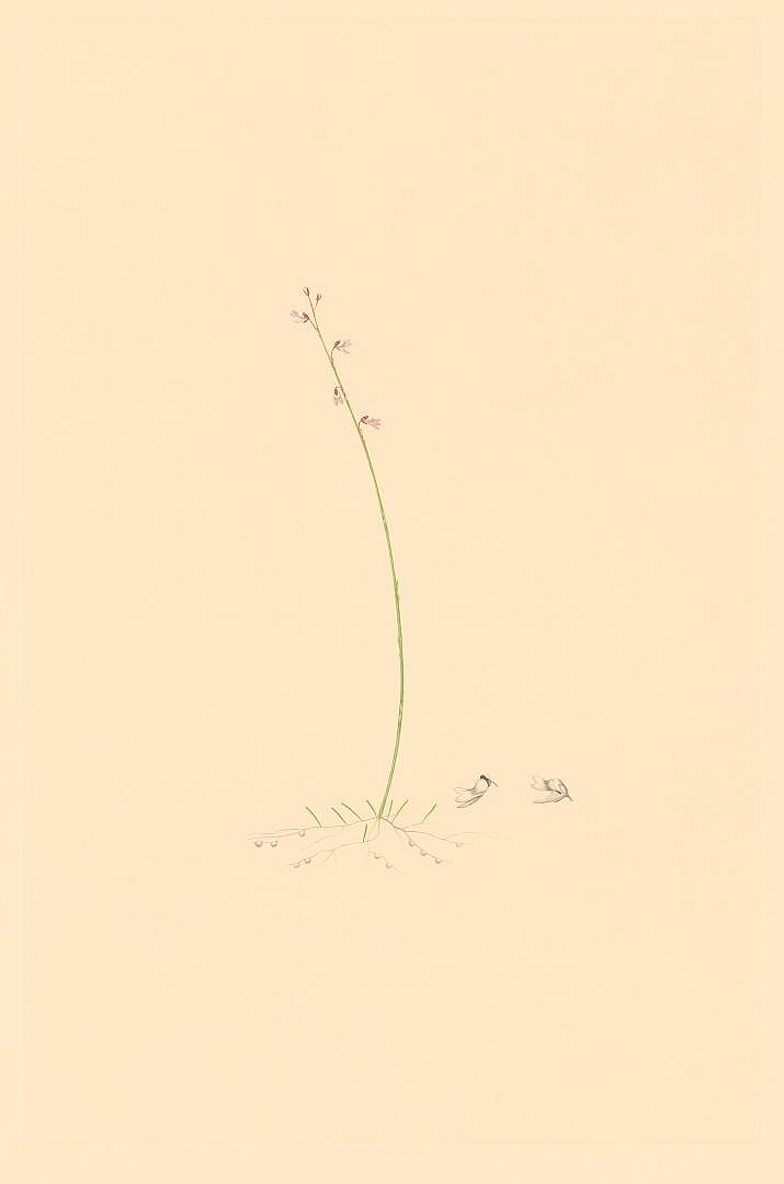 no HD illustration available (3)