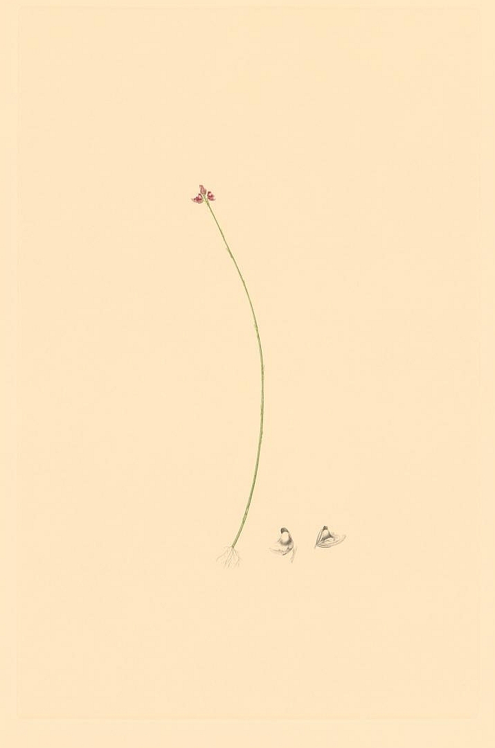 no HD illustration available (3)