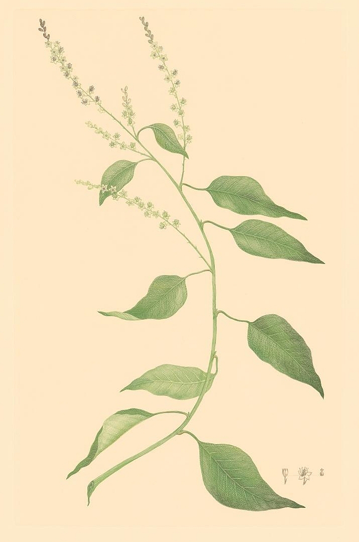no HD illustration available (3)
