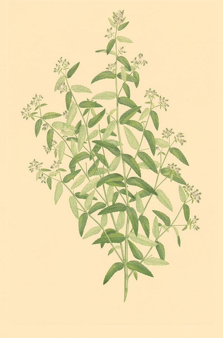 no HD illustration available (3)
