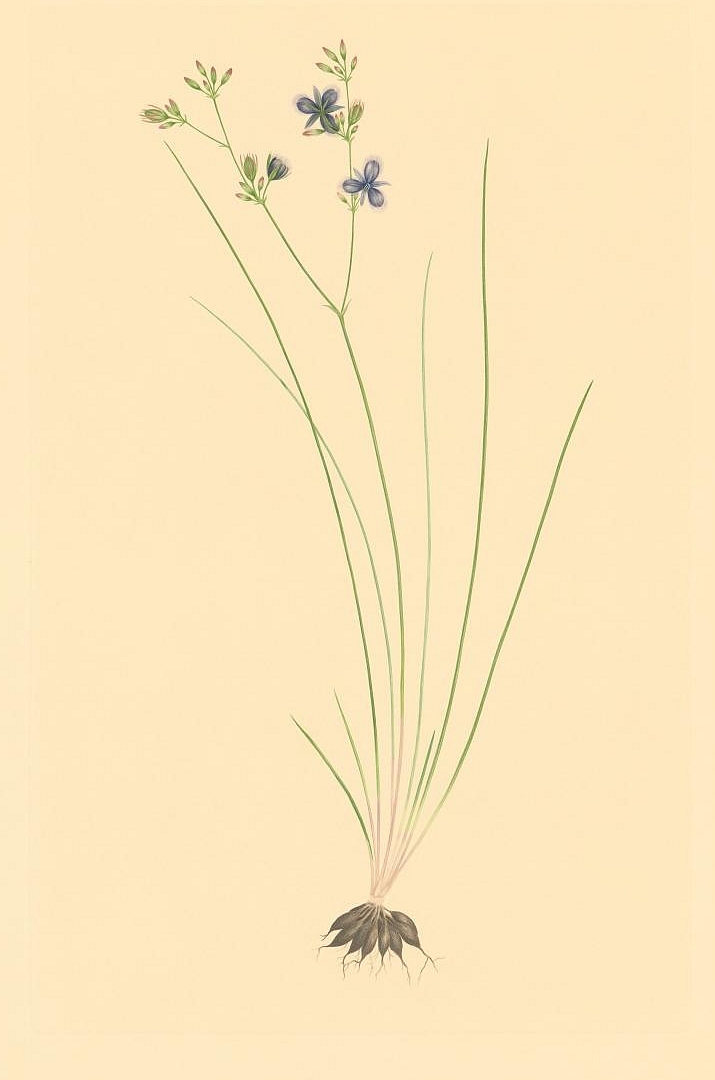 no HD illustration available (3)