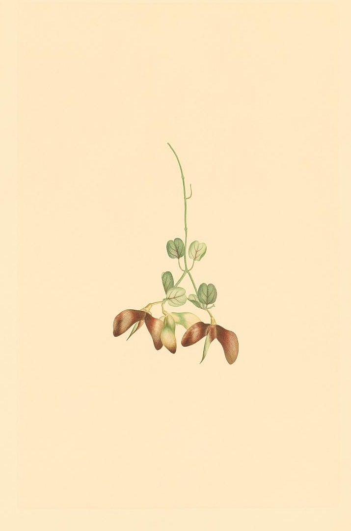 no HD illustration available (3)