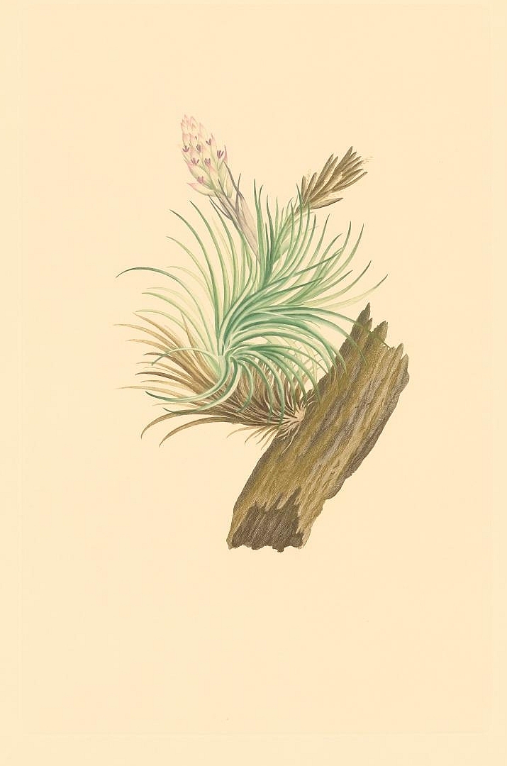 no HD illustration available (3)