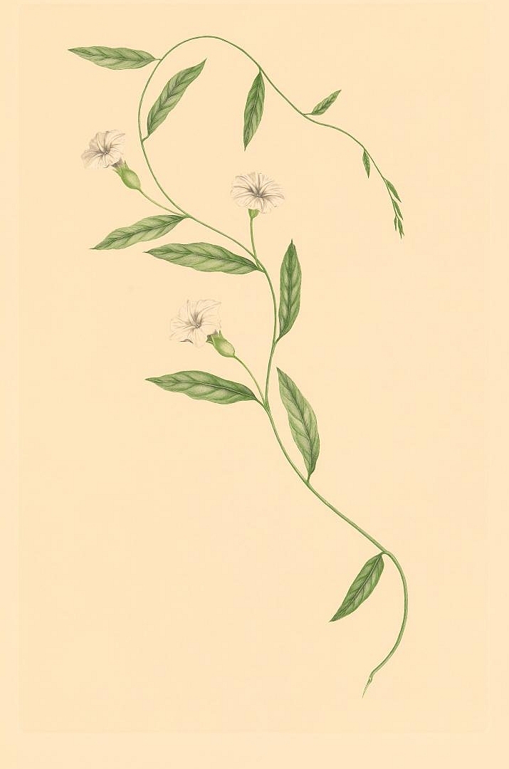 no HD illustration available (3)