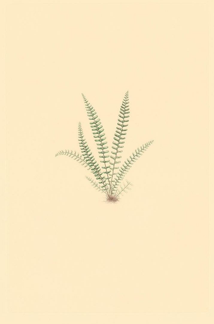 no HD illustration available (3)