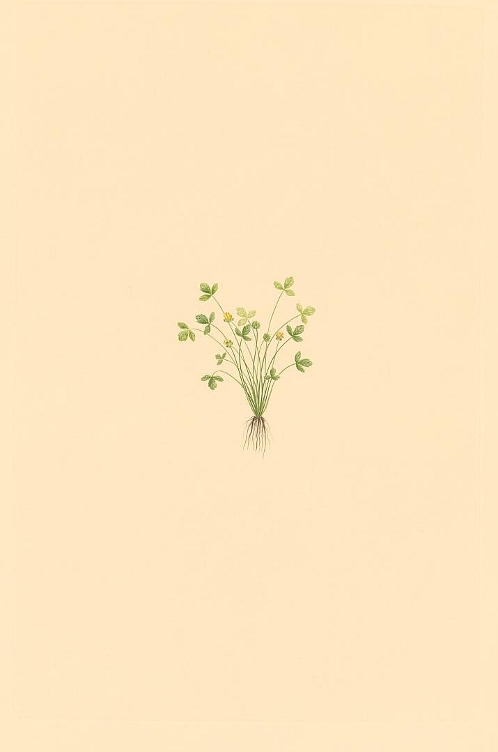 no HD illustration available (3)
