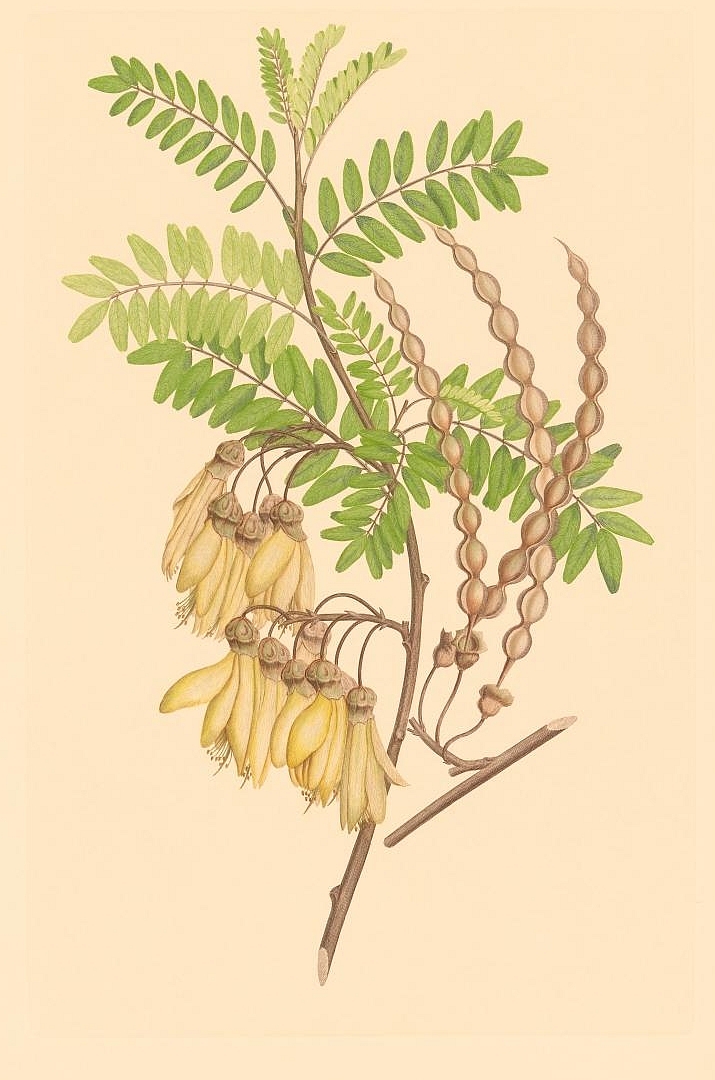 no HD illustration available (3)