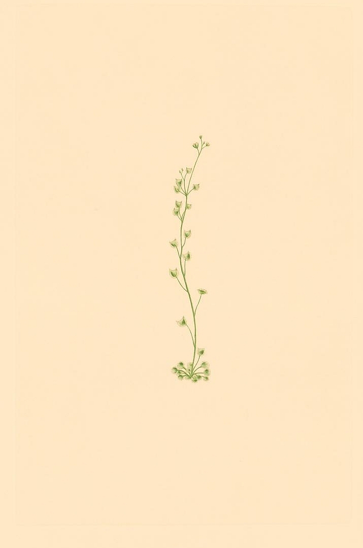 no HD illustration available (3)