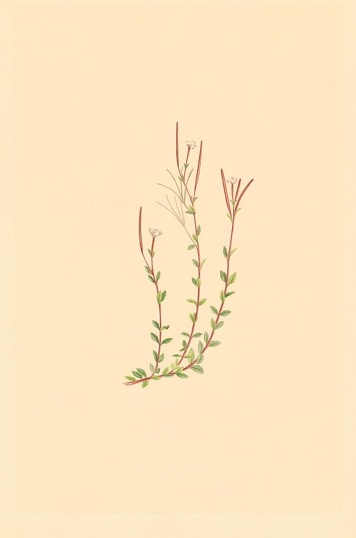 no HD illustration available (3)