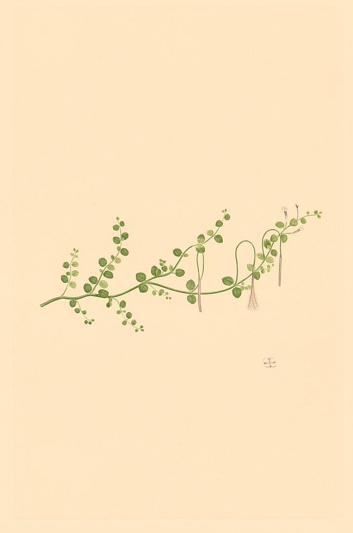 no HD illustration available (3)