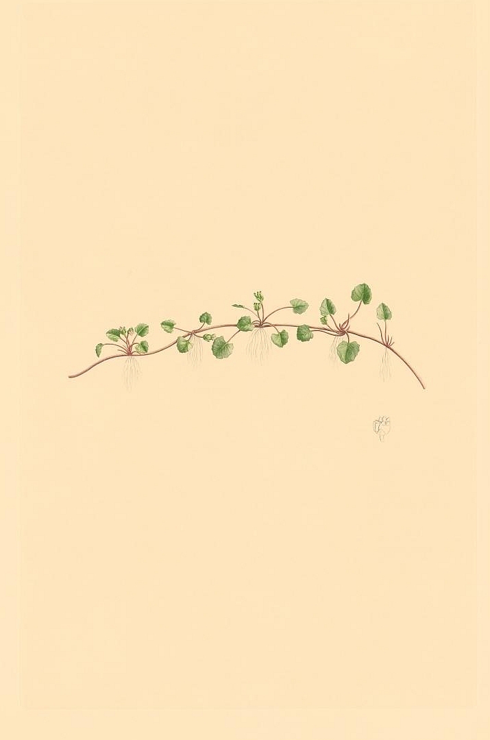 no HD illustration available (3)