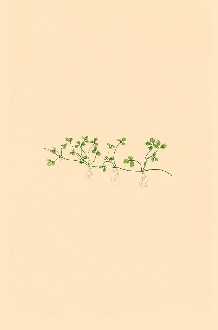 no HD illustration available (3)