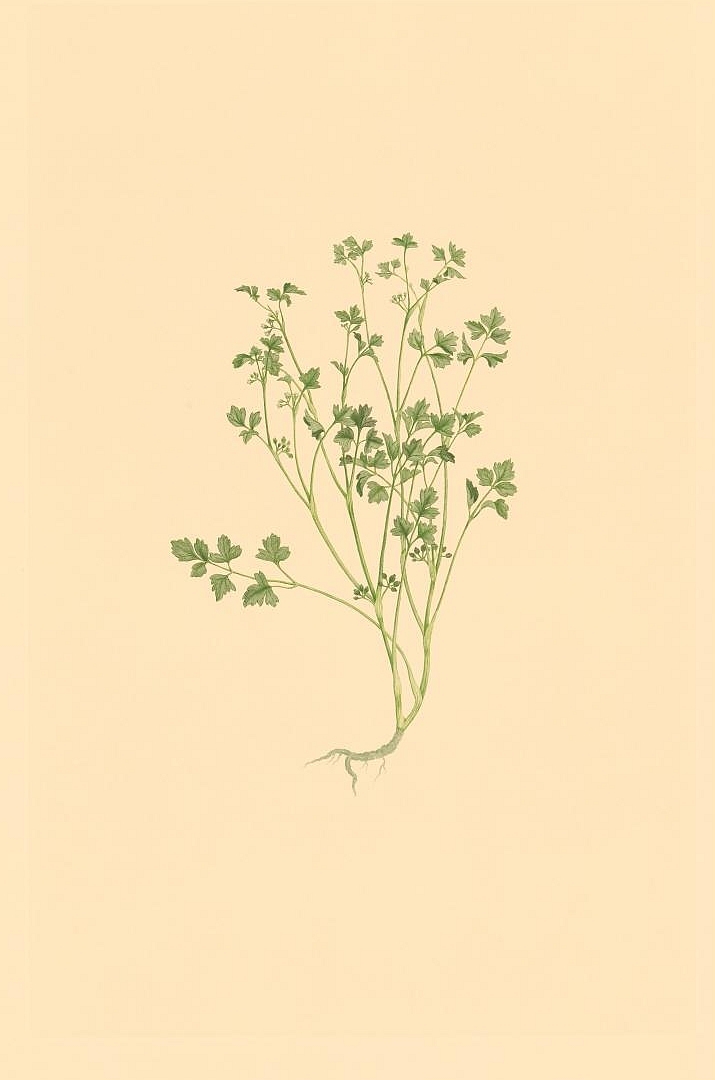 no HD illustration available (3)
